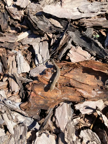 Lacerta Agilis Lizard Nimble Background — Stock Photo, Image