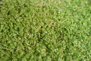 Bebeğin gözyaşlarını kapat. Soleirolia bitkisi, seçici odaklanma.