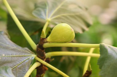 İncir ağacı olarak da bilinen Ficus carica, dut ailesinin yaprak döken bir çalısıdır.