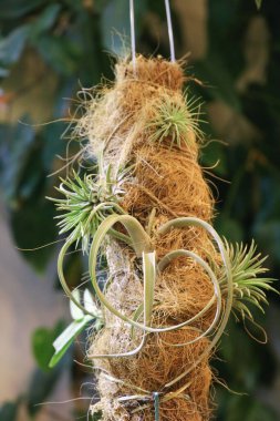 Asılı Yeşil Tillandsia Ionantha Havaalanı