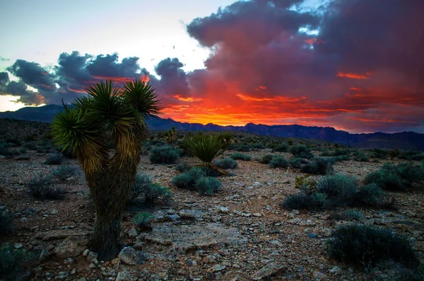 Coucher Soleil Sauvage Dans Désert Explose Dans Ciel Derrière Joshua — Photo