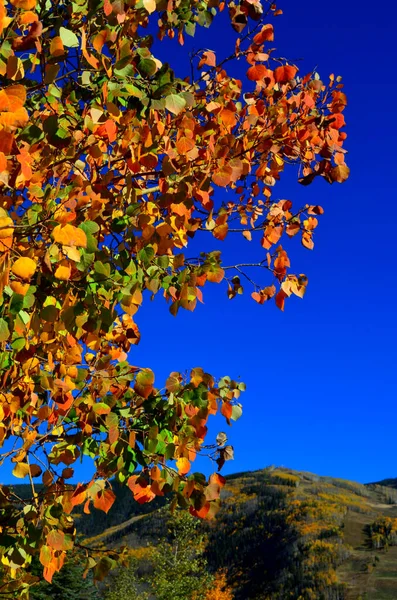 科罗拉多州阿斯彭的树叶窥视 — 图库照片