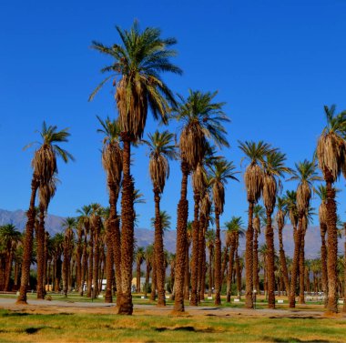 Ölüm Vadisi Ulusal Parkı 'ndaki Furnace Creek' te bir palmiye standı.
