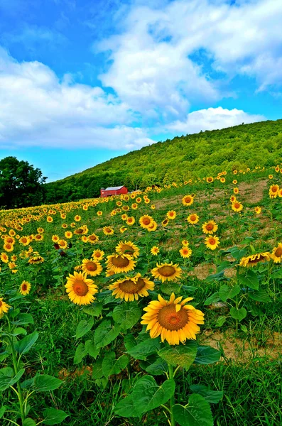 Campo Girasoli Fiorisce Sud Itaca Nella Regione Dei Finger Lakes — Foto Stock