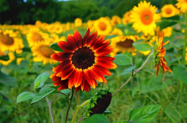 Red Yellow Sun Flower Stands Amongst Yellow Sunflowers Finger Lakes — Stock Photo, Image