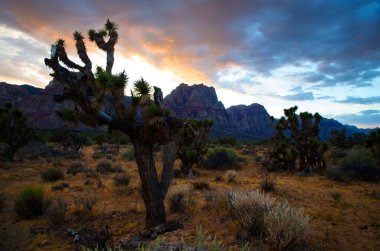 Las Vegas 'ın Red Rock Kanyonu yakınlarında Joshua Tree günbatımı. Muson mevsimi bulutları bu altın saat manzarasına resim niteliğinde bir kalite ekler..