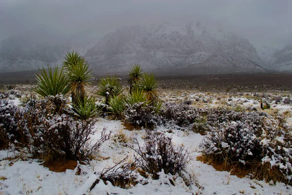 Une Rare Chute Neige Recouvre Sol Désert Près Red Rock — Photo