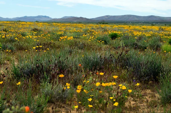 Champ Fleurs Sauvages Désert Arizona Usa — Photo