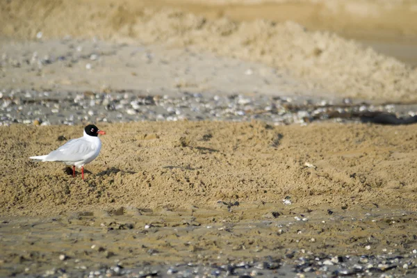 Mouette à terre — Photo