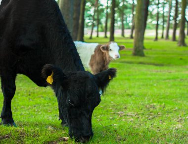 Kahverengi ve beyaz yavrularıyla siyah inek