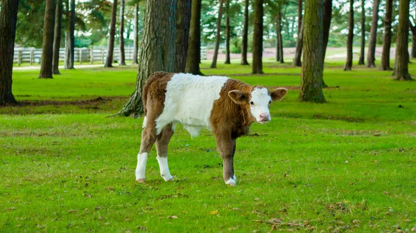 Vaca de ternera blanca y marrón Imagen de archivo