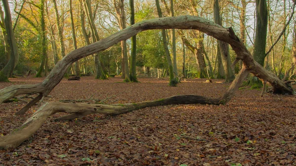 Albero rotto nella foresta — Foto Stock