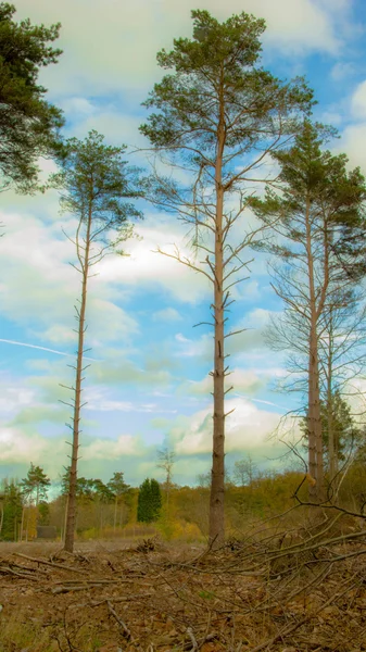 Floresta com árvore alta e céu azul — Fotografia de Stock