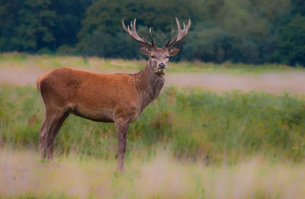 Deer with horns — Stock Photo, Image