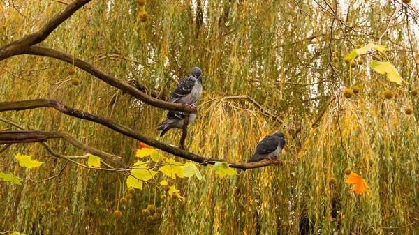 Tauben auf Baum — Stockfoto