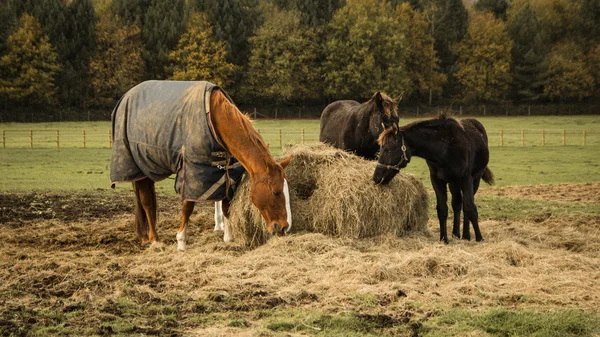 Tres caballos en el campo Fotos de stock