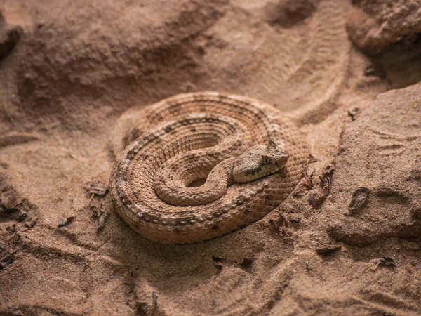 Ratelslang op zand — Stockfoto