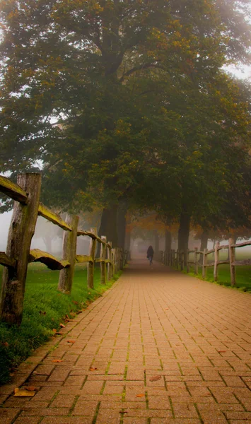 Sendero y árbol en niebla —  Fotos de Stock