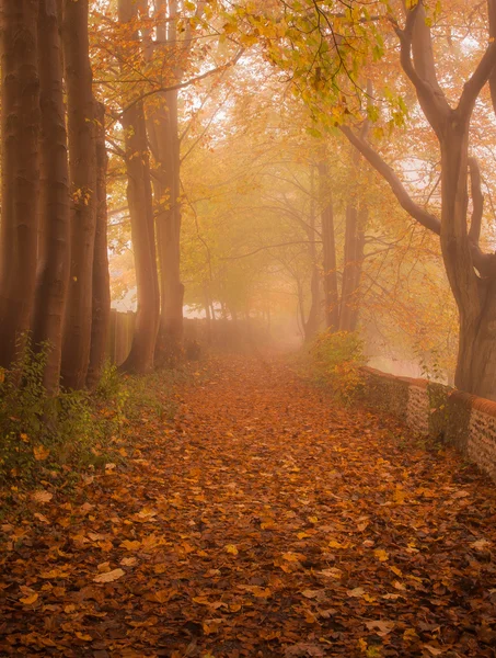 Hojas naranjas, bosque en niebla —  Fotos de Stock