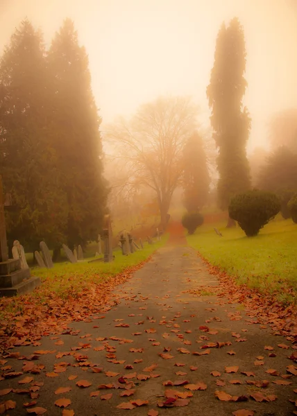 Orange sky and leabes, cemetery in fog — Stock Photo, Image