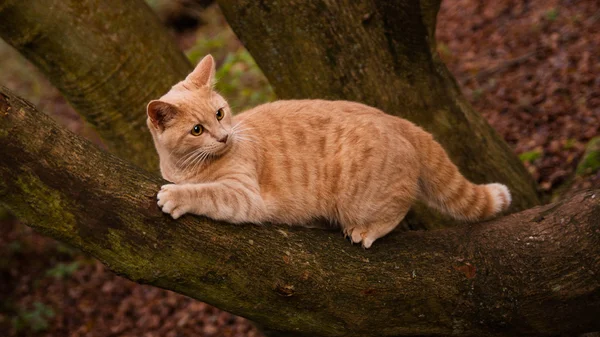 Gato jengibre en el bosque Fotos de stock