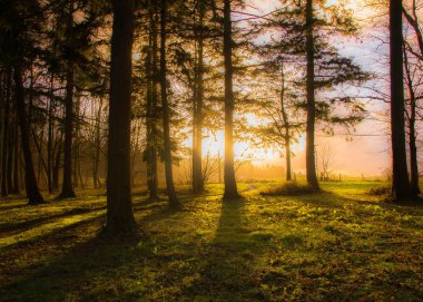 Ormanda gün batımı