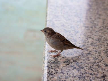 Duvardaki serçe