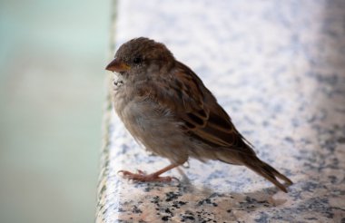 Duvardaki serçe