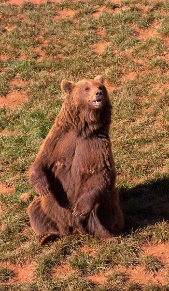 Urso marrom na grama verde — Fotografia de Stock