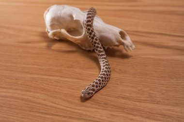 Heterodon nasicus, domuz burunlu Western ahşap arka plan üzerinde fox kafatası ile yılan