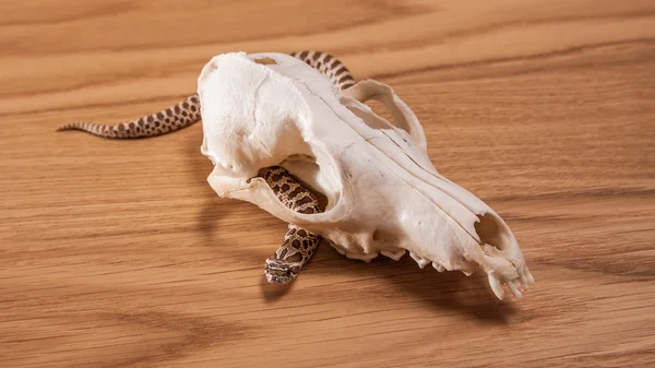 Heterodon nasicus, Western hog-nosed snake with fox skull on wooden background — Stock Photo, Image