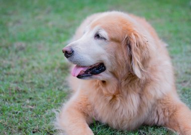 Golden retriever köpek çim üzerinde oturan