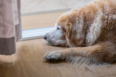 Golden retriever köpek kapıda uyku