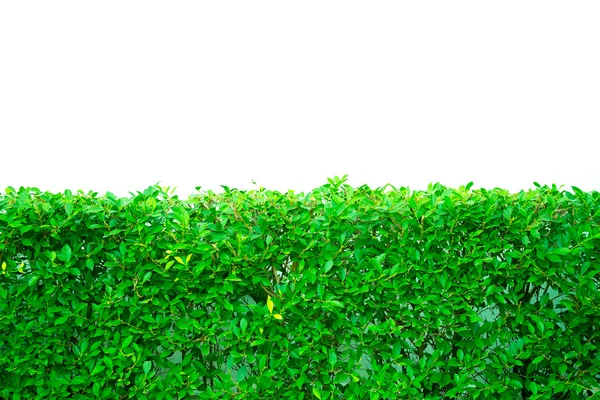 Plant bush en witte muur — Stockfoto