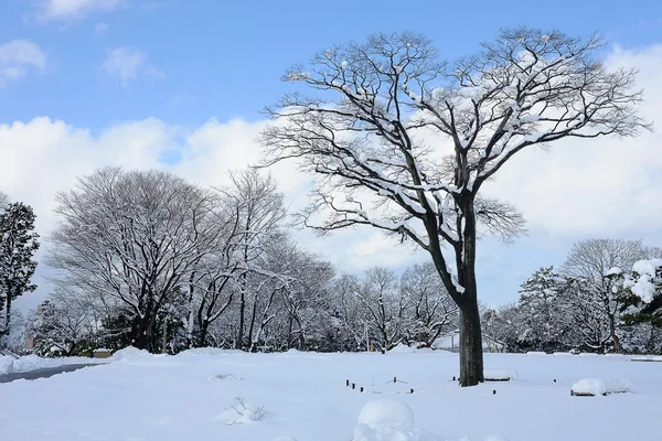 Winter snow and trees — Stock Photo, Image