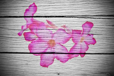 Çift pozlama canna lily ve duvar