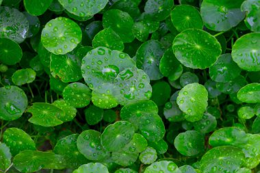 Su pennywort yapraklarda su damlaları