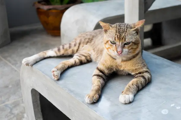 Tigre rayas gato tendido en concreto banco — Foto de Stock