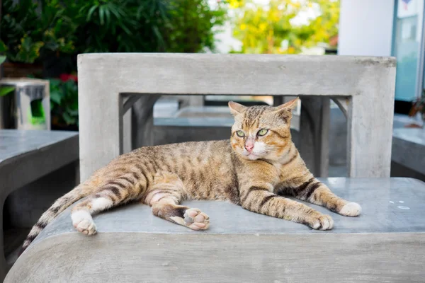 Tigre rayas gato tendido en concreto banco — Foto de Stock