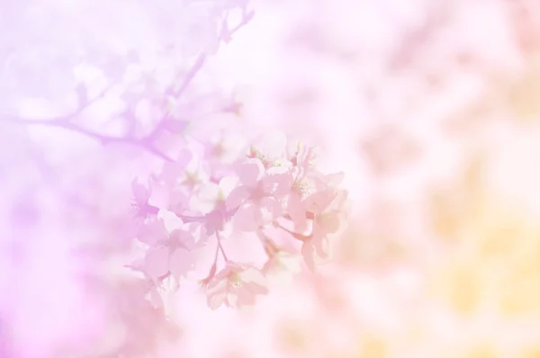 Sakura çiçek tatlı renk üzerinde yumuşak odak — Stok fotoğraf