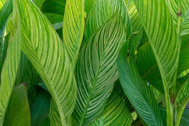 eğreltiotu yaprakları