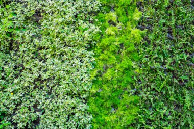 pek çok bitki duvar arka plan olarak