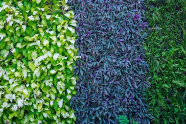 pek çok bitki duvar arka plan olarak