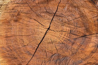 Arka plan olarak ağaç Bölüm İndir