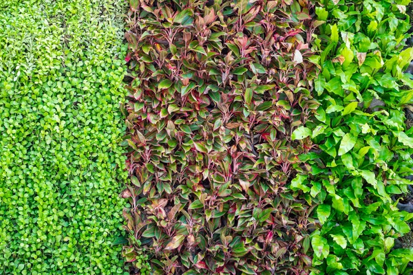 Vele soorten plant op de muur als achtergrond — Stockfoto