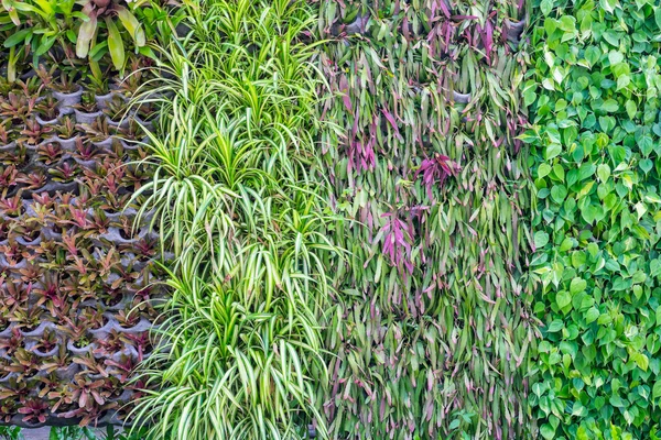 Много видов растений на стене в качестве фона — стоковое фото