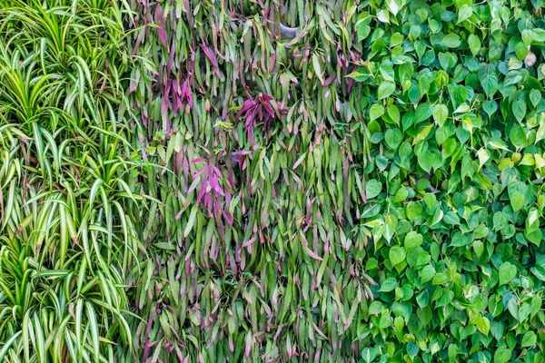 De nombreux types de plantes sur le mur comme fond — Photo