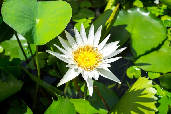 Loto bianco che fiorisce sotto il sole — Foto Stock