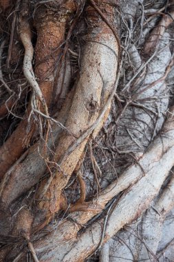 Karmaşık ağaç kök ayrıntılı