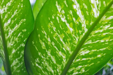 Arka plan olarak güzel yeşil yaprakları